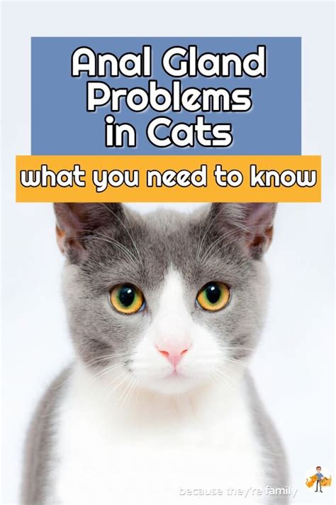 cat anus|Cat Anal Gland Problems: Causes, Symptoms